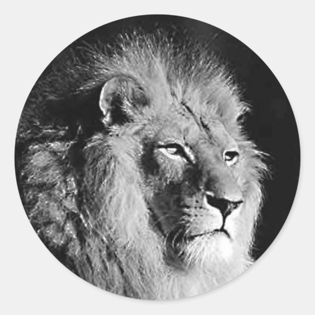 Sticker Rond Photo Lion noir et blanc (Devant)