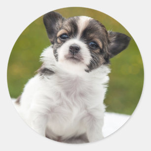 Sticker Rond Photo mignonne de Chihuahua
