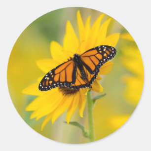Sticker Rond Photo Monarch Butterfly and Sunflower Garden