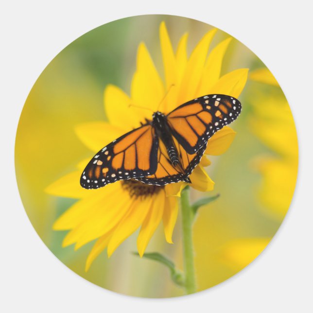 Sticker Rond Photo Monarch Butterfly and Sunflower Garden (Devant)