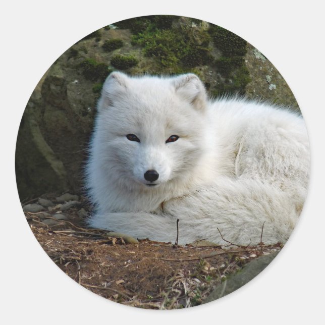 Sticker Rond Photo White Fox (Devant)