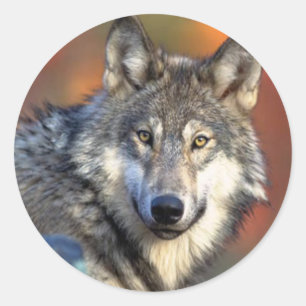 Sticker Rond Photo Wolf