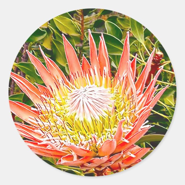 Sticker Rond Photographie de fleurs australiennes de Protea (Devant)