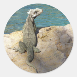 Sticker Rond Photographie de la faune tropicale Iguana à St. Th