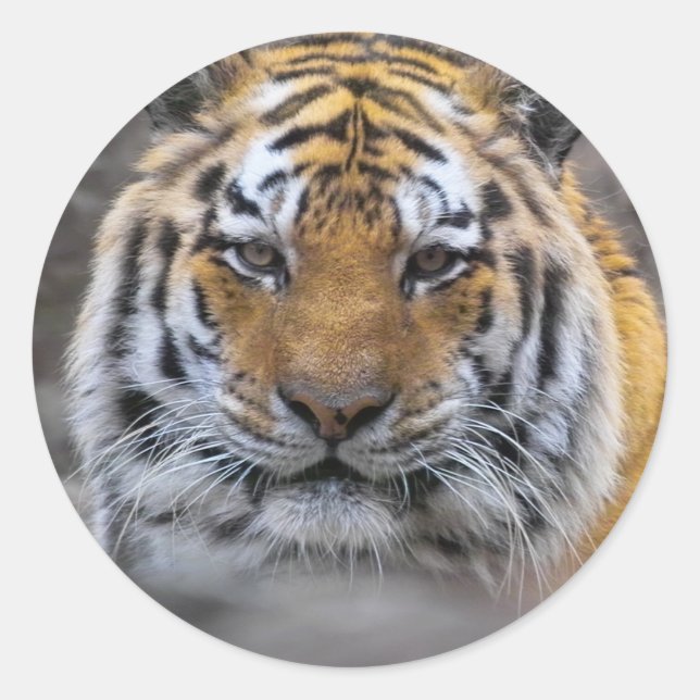 Sticker Rond Photographie de tigre sibérien (Devant)
