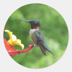 Sticker Rond Photographie d'oiseau Colibri à gorge rubis