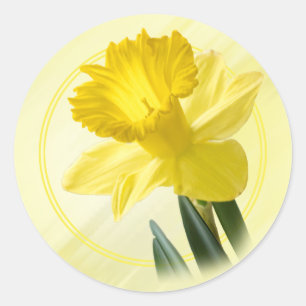 Sticker Rond Photographie florale Daffodile Jaune Nature Pic