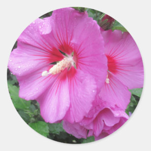 Sticker Rond Photographie rose florale
