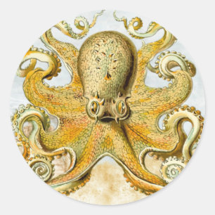 Sticker Rond Pieuvre marine peinte calmar Kraken