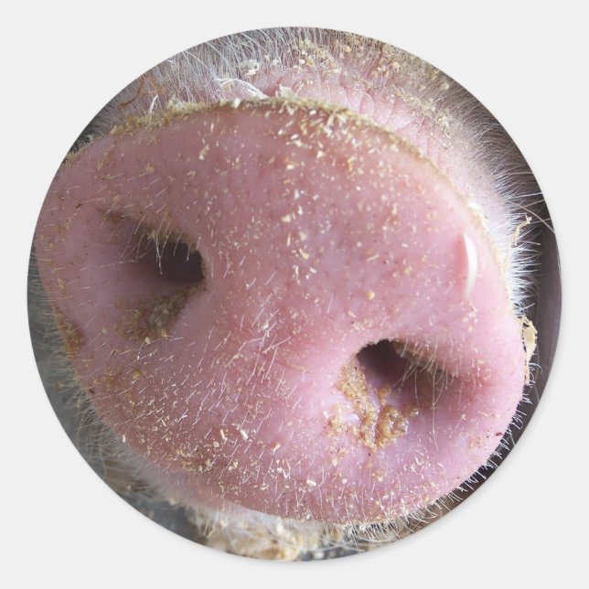 Sticker Rond Pig rose gros plan photo (Devant)