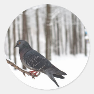 Sticker Rond Pigeon