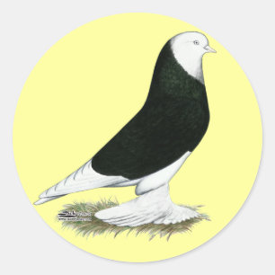 Sticker Rond Pigeon de l'ouest