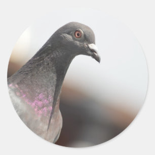 Sticker Rond Pigeon d'emballage