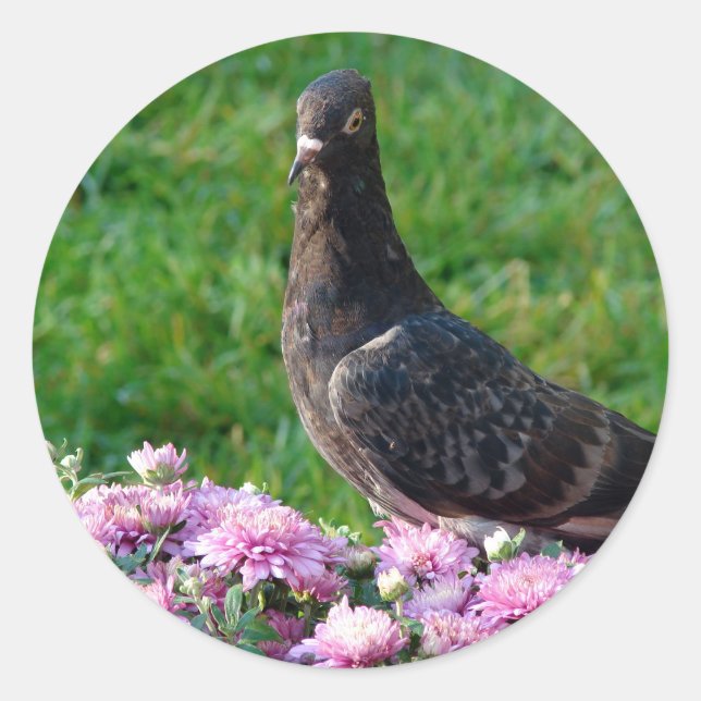 Sticker Rond Pigeon et maman (Devant)