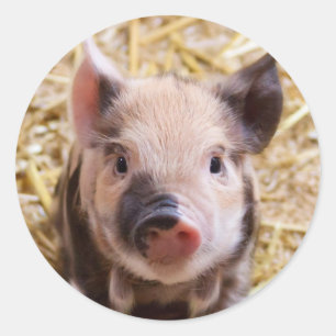 Sticker Rond Piglet
