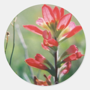 Sticker Rond Pinceau indien