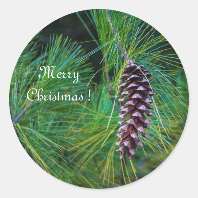 Sticker Rond PIne Cone (Devant)