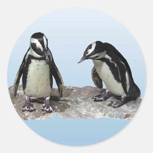 Sticker Rond Pingouins (Devant)