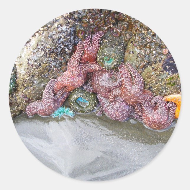 Sticker Rond Piscine à marée, plage de Ruby, parc national olym (Devant)