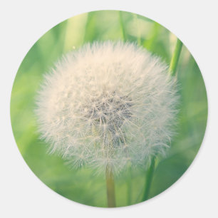Sticker Rond Pissenlit dans la verdure avec une douce lumière e