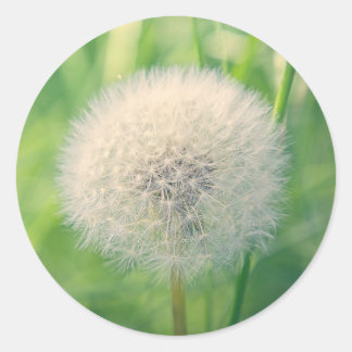 Sticker Rond Pissenlit dans la verdure avec une douce lumière e