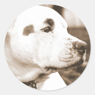 Sticker Rond pitbull chien sépia couleur acte de haine ne se re