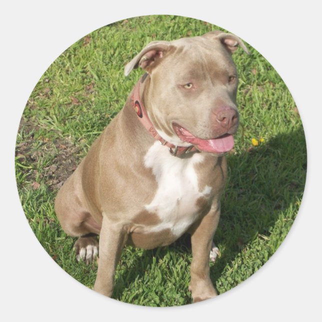 Sticker Rond Pitbull pacifique (Devant)