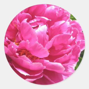 Sticker Rond Pivoine pratiquement parfaite
