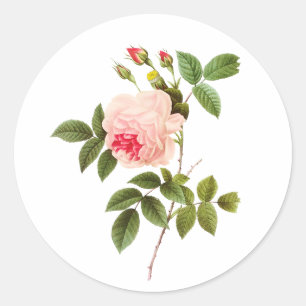 Sticker Rond PixDezine roses victoriens vintages/redoute