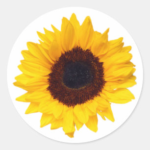Sticker Rond PixDezine Sceller Enveloppe de tournesol jaune
