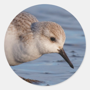 Sticker Rond Plage de sable fin Sanderling Flânes Plage d'hiver