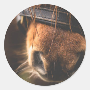 Sticker Rond Plan rapproché d'un nez Brown mignon de cheval