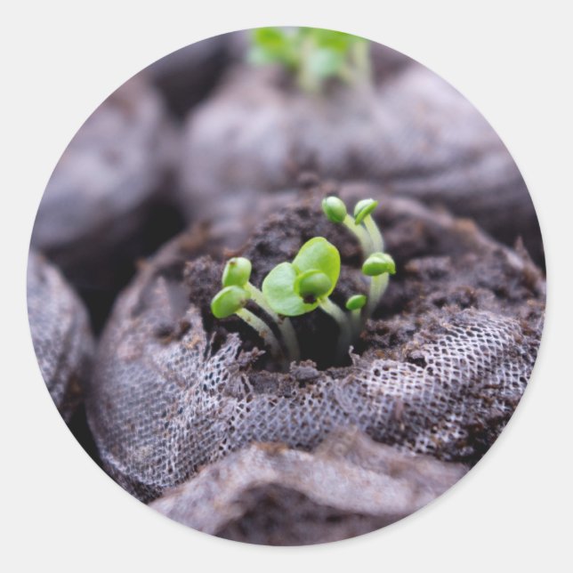 Sticker Rond Plante Basil bébé (Devant)