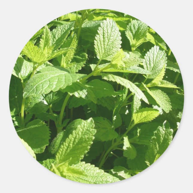 Sticker Rond Plante citron baume (Devant)