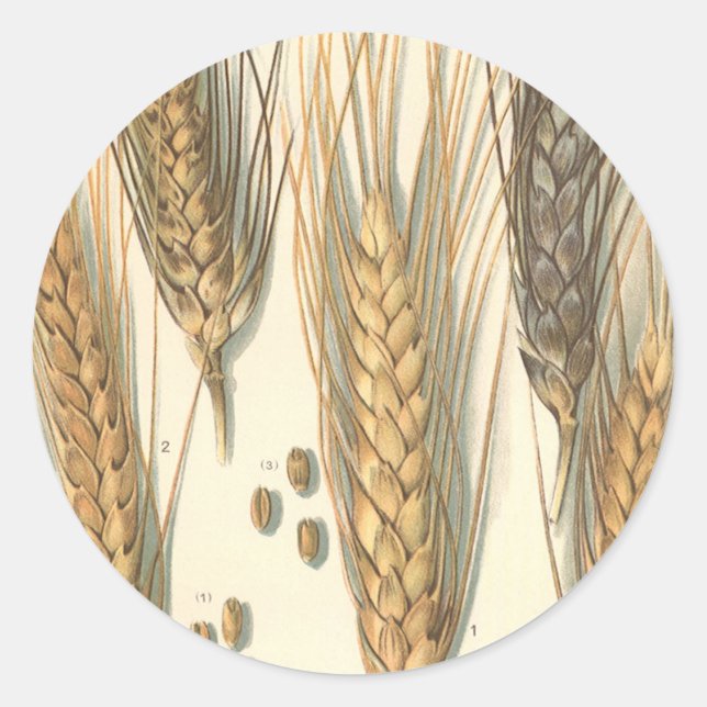 Sticker Rond Plante de blé résistant à la sécheresse, Agricultu (Devant)