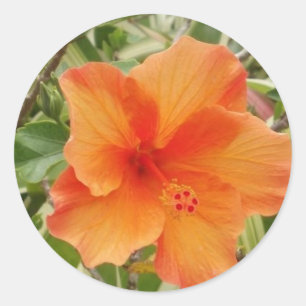 Sticker Rond plante d'hibiscus hawaïen orange