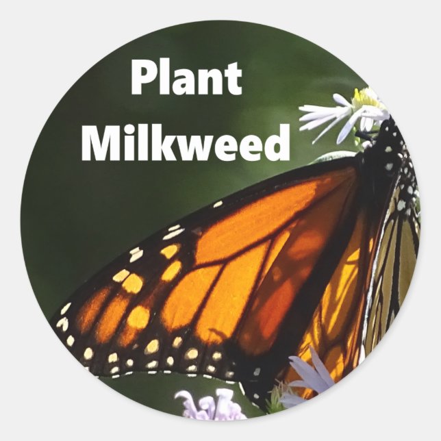 Sticker Rond Plante Milkweed (Devant)