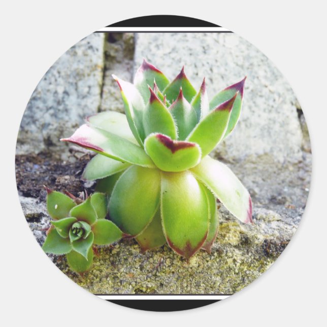 Sticker Rond plante succulent (Devant)