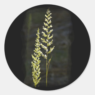 Sticker Rond Plante vert