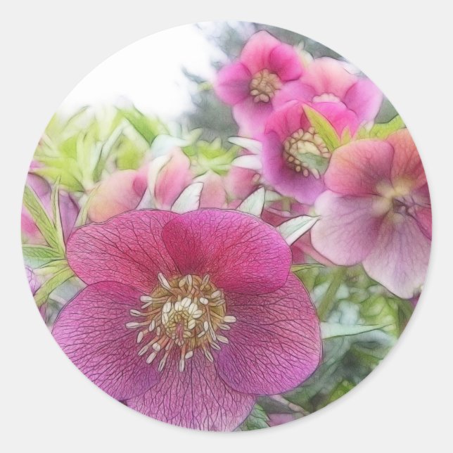 Sticker Rond Plantes pérennes - Hellebore pourpre (Devant)