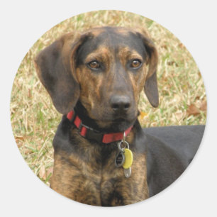 Sticker Rond Plott Hound