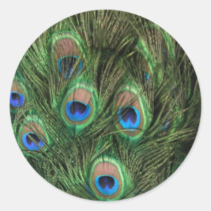 Sticker Rond Plumes de paon