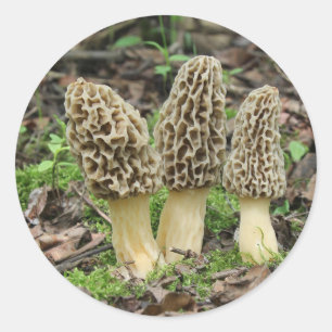 Sticker Rond Plus de Morels