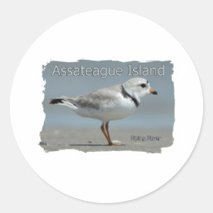 Sticker Rond Pluvier siffleur de l'île Assateague