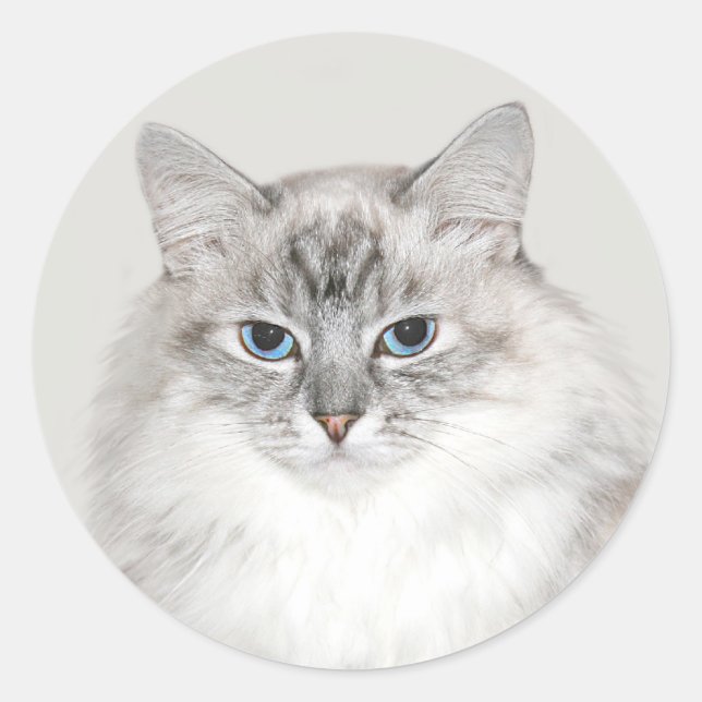 Sticker Rond Point bleu Chat himalayen (Devant)