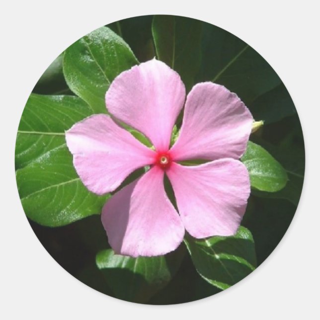 Sticker Rond Point rose (Devant)