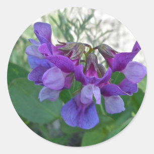 Sticker Rond Pois de plage (Lathyrus maritimus) Éléments de coo