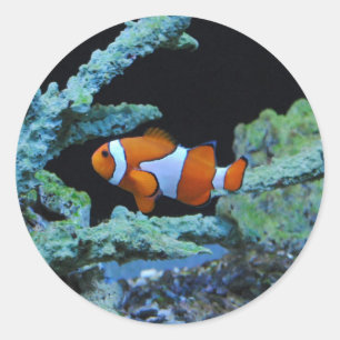 Sticker Rond Poisson clown en corail