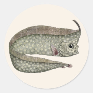 Sticker Rond Poisson d'Oarfish vintage, Vie aquatique marine