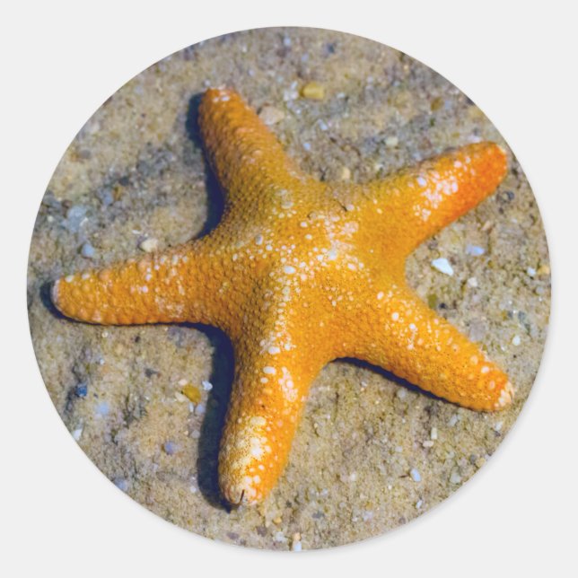 Sticker Rond Poisson étoilée dans le sable (Devant)